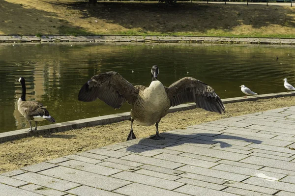 Duck Wings Spread Lake Nordliche Dussel Dusseldorf Germany — Stock Photo, Image