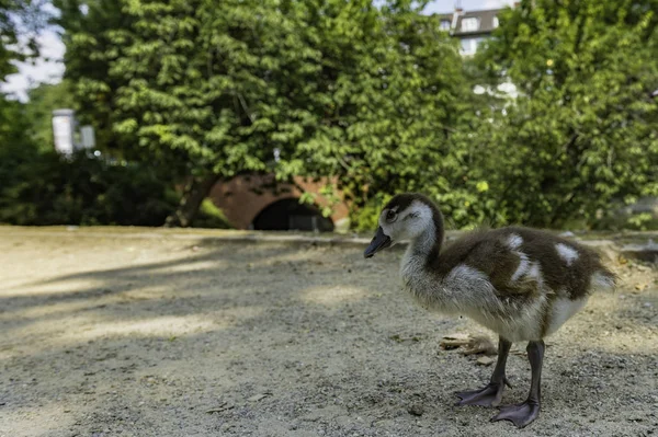 Una Piccola Anatra Che Vaga Standehauspark Dusseldorf Germania — Foto Stock