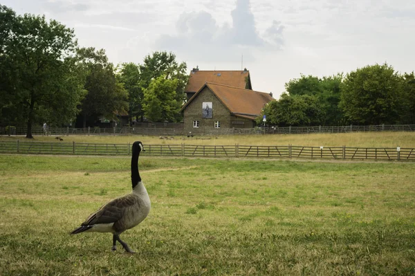 Sudpark, Düsseldorf, Almanya Eski bir evde bakarak bir ördek.