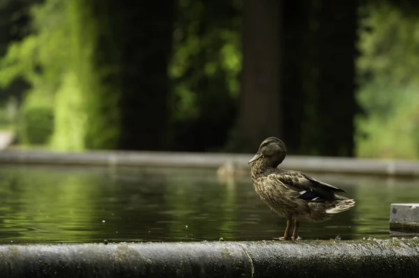 Sudpark, Düsseldorf, Almanya bir su birikintisi içine bakarak bir ördek.