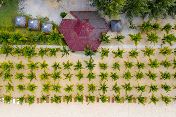 มุมมองทางอากาศของแถวต้นปาล์มที่ปลูกโดยชายหาด — ภาพถ่ายสต็อก