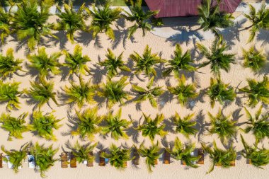 Sahildeki kumsalda dikilen palmiye ağaçlarının üstünde.