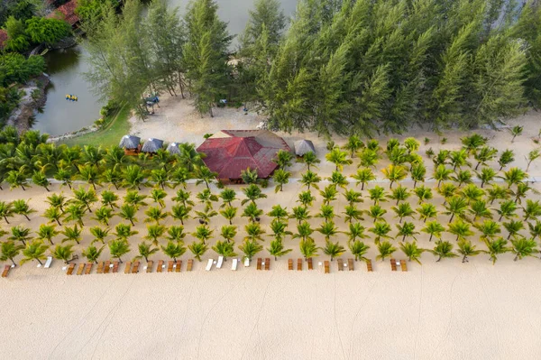 Aerial scenery of tropical palm tree rows on beach sand — Stock Photo, Image