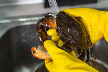 Su altında siyah bir yengeci durulamak ya da temizlemek 