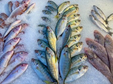 Frozen fish for sale at the seafood supermarket