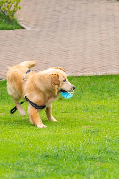 Golden retriever cão pegando uma máscara médica em sua boca — Fotografia de Stock