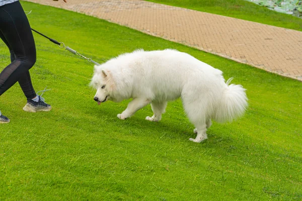 Прекрасный самодовольный пес гуляет со своим хозяином в парке — стоковое фото