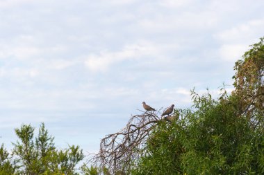 yukarıda gökyüzü yüksek dalları güvercin tünemiş
