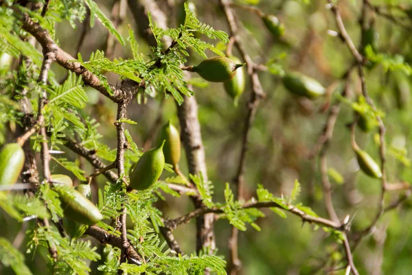 夏のアカシアの緑の果実 — ストック写真