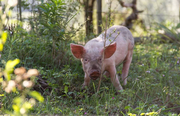 Livestock Loose Pigs Walking Farm — Stock Photo, Image