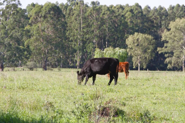 Αγελάδες Που Βόσκουν Στην Καταπράσινη Εξοχή Αργεντινής — Φωτογραφία Αρχείου
