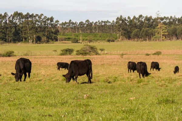 在绿色阿根廷农村放牧的奶牛 — 图库照片