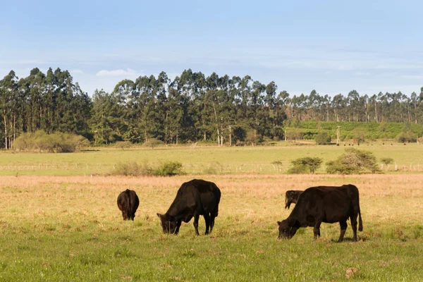 Krávy Pasoucí Zelené Krajině Argentinský — Stock fotografie