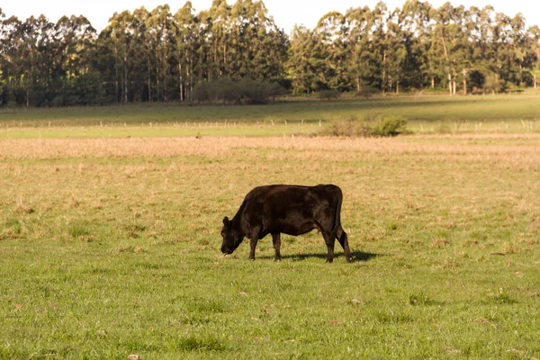 Vaches Paissant Dans Verdoyante Campagne Argentine — Photo