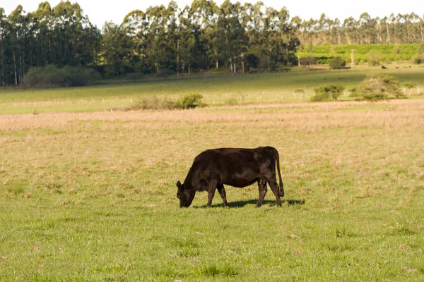 Krávy Pasoucí Zelené Krajině Argentinský — Stock fotografie