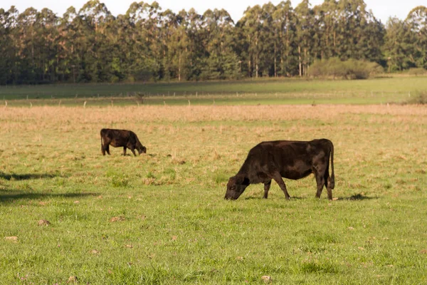 Vacas Pastando Verde Campo Argentino — Foto de Stock