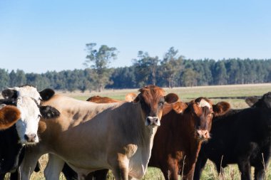 yeşil Arjantin kırsal alanda otlayan inekler