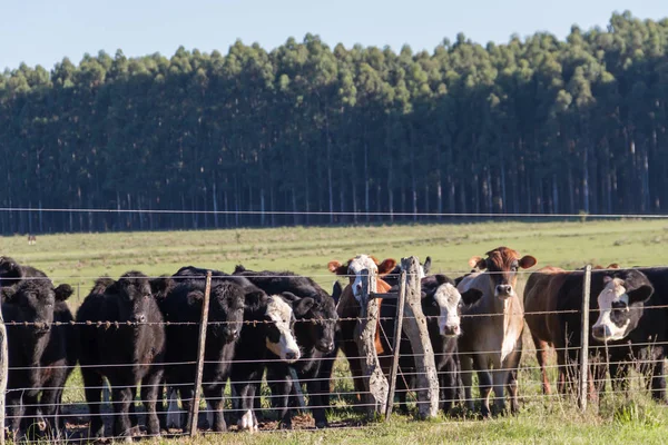 Αγελάδες Που Βόσκουν Στην Καταπράσινη Εξοχή Αργεντινής — Φωτογραφία Αρχείου