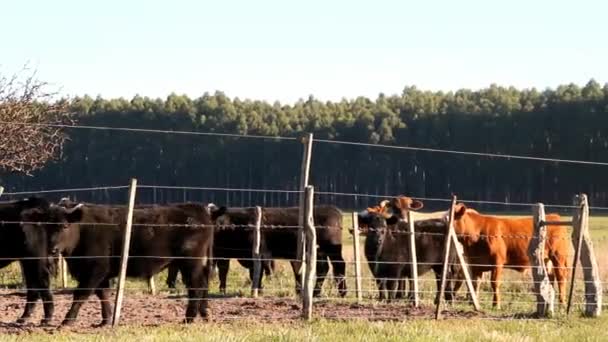 緑のアルゼンチンの田舎で牛 — ストック動画