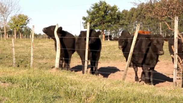 Nötkreatur Den Gröna Landsbygden Argentinsk — Stockvideo