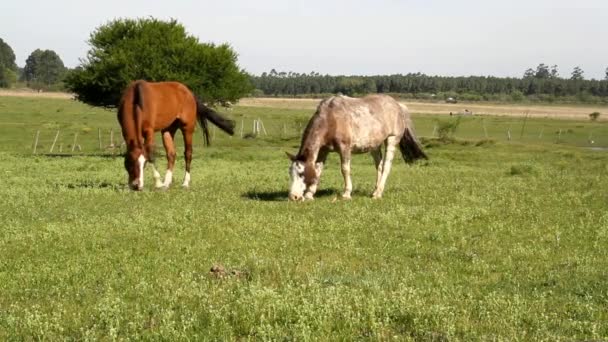 Cavalos Pastando Campo — Vídeo de Stock