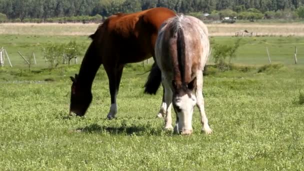 Caballos Pastando Campo — Vídeos de Stock