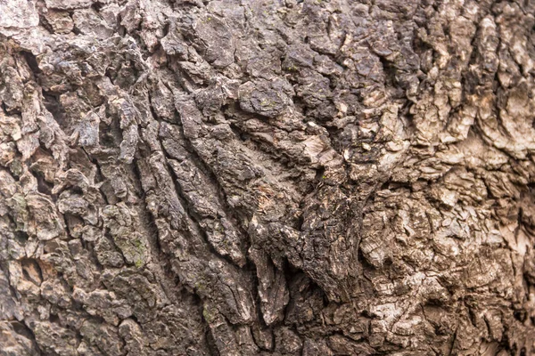 Texturerat Bakgrund Trädet Bark Med Rost — Stockfoto