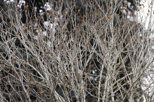 冬の寒さに裸の木の枝 — ストック写真