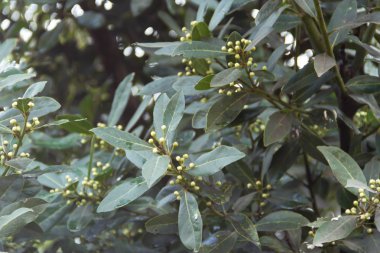 taze ve organik defne yaprakları dokulu arka plan