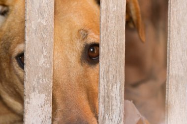 köpek hayvan küfür etmek ve kötü muamele kurbanı