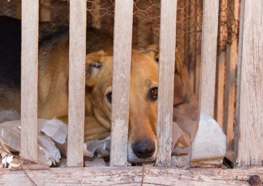 köpek hayvan küfür etmek ve kötü muamele kurbanı
