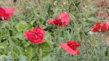 bahar rüzgar kırmızı haşhaş