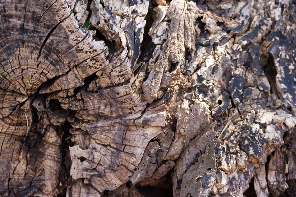 Bakgrund Med Textur Bark Loggar — Stockfoto