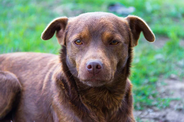 Cão Mestiço Cor Marrom Livre Verde — Fotografia de Stock