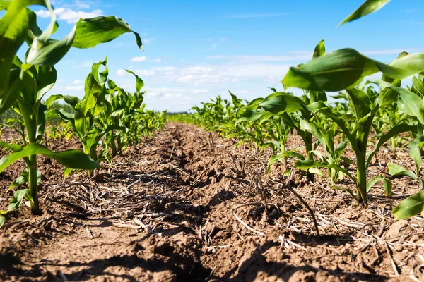 Groove Plowed Land Planted Corn Royalty Free Stock Photos