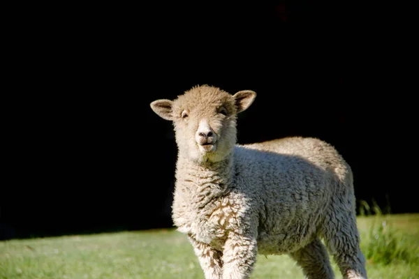 Porträtt Lamm Fältet Med Svart Bakgrund — Stockfoto