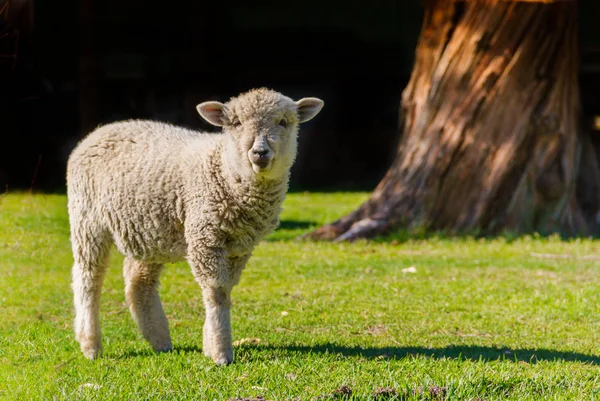 Ritratto Agnello Nel Campo Con Sfondo Nero — Foto Stock