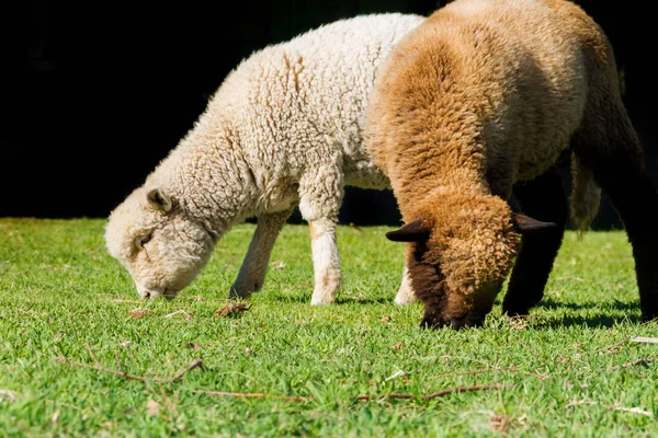 Deux Moutons Blancs Noirs Pâturage — Photo