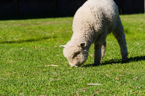 Ritratto Agnello Pascolo Nel Campo — Foto Stock