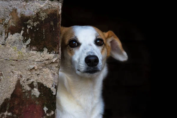 Retrato Perro Callejero Mestizo Sobre Fondo Oscuro — Foto de Stock