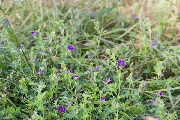 紫花苜蓿种植园的紫罗兰花在田间 — 图库照片
