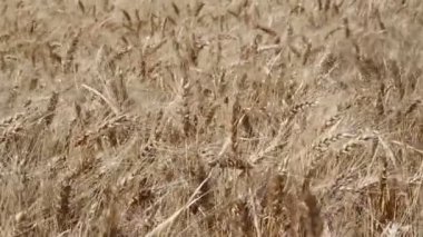 Buğday ekimi Arjantin kırsal kesimde