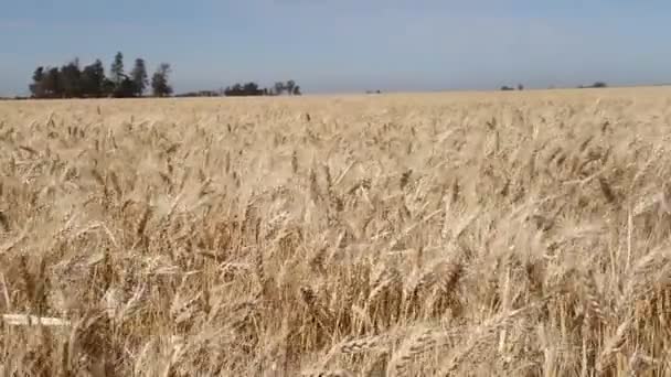 Tarwe Plantage Het Argentijnse Platteland — Stockvideo