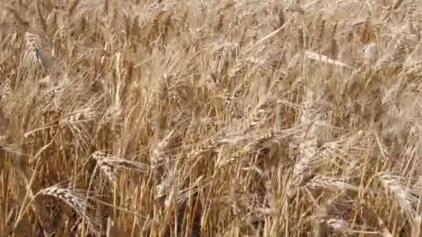 Wheat Plantation Argentine Countryside — Stock Video