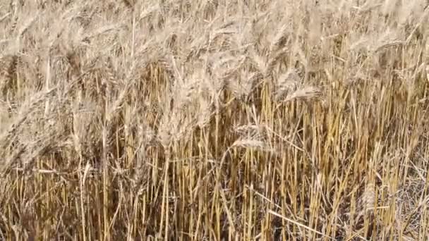 Wheat Plantation Argentine Countryside — Stock Video