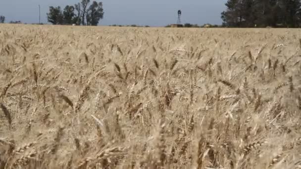 plantation de blé dans la campagne argentine 