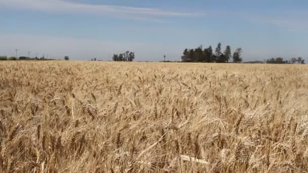 Wheat Plantation Argentine Countryside — Stock Video