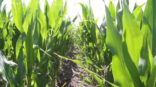 Плантация Кукурузы Сельской Местности Аргентины — стоковое видео