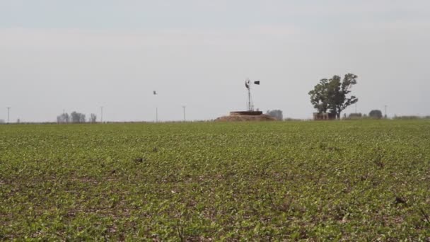 Plantation Soja Dans Campagne Argentine — Video