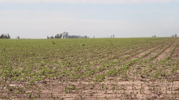 Sojabohnenplantage Der Argentinischen Landschaft — Stockvideo